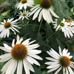 Meet your Posher, Jen